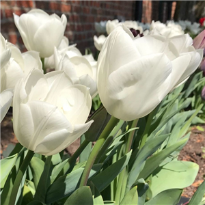 Tulip (Select) 'White Dream'. Loose Per 10 Bulbs.